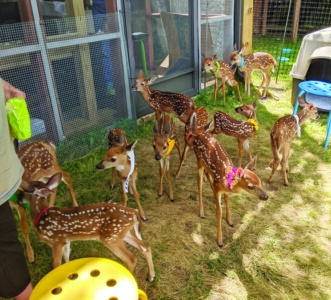 A group of fawns gathered in a rehabilitation enclosure.